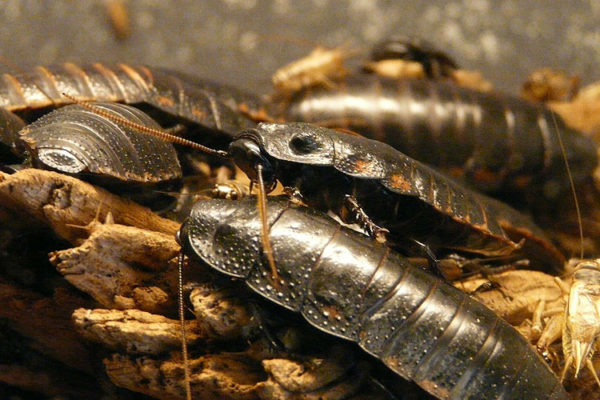Cómo matar cucarachas - SH Servicio e Higiene Control de Plagas